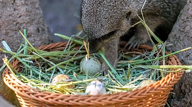 Step aside, children: A Chilean zoo stages an Easter egg hunt with 'treats' for the animals