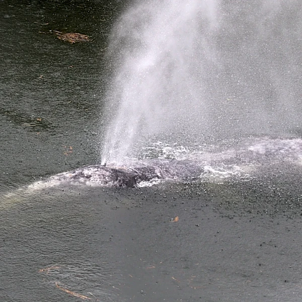 A gray whale that swam 20 miles up a Washington state river is found dead