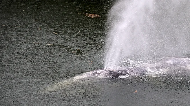 A gray whale that swam 20 miles up a Washington state river is found dead