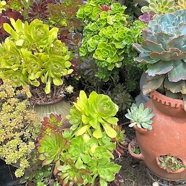 Strawberry pots aren't just for the fruit. Its 'windows' make for striking, efficient displays