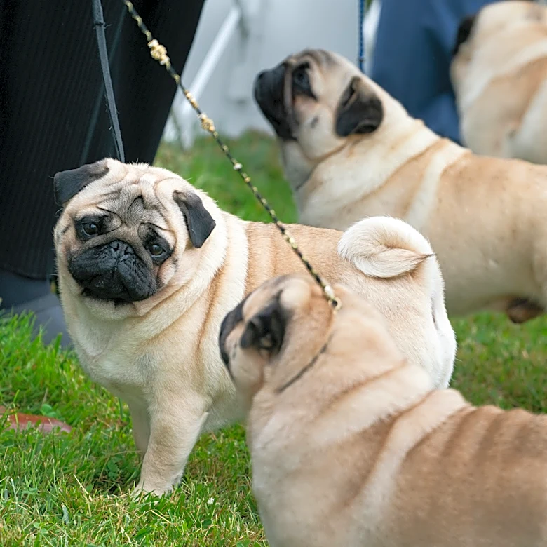 Judge tosses PETA's lawsuit against the American Kennel Club over dog breed health