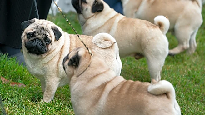 Judge tosses PETA's lawsuit against the American Kennel Club over dog breed health