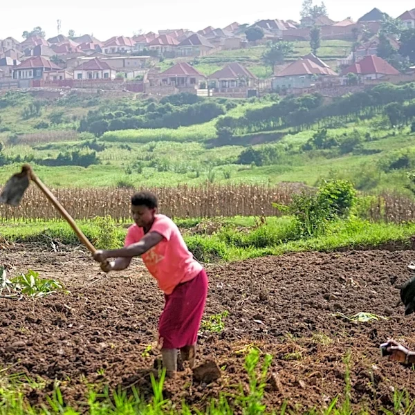 Rwanda tries to protect farmland in Africa's most densely populated nation