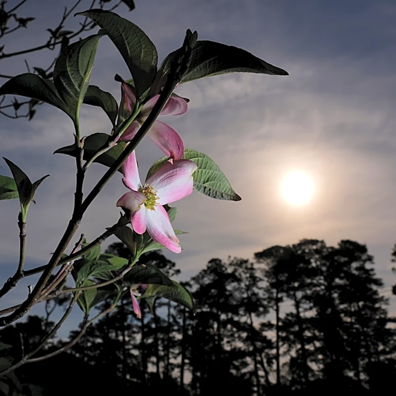 Masters in bloom: More than azaleas and dogwood make up golf's most beautiful garden