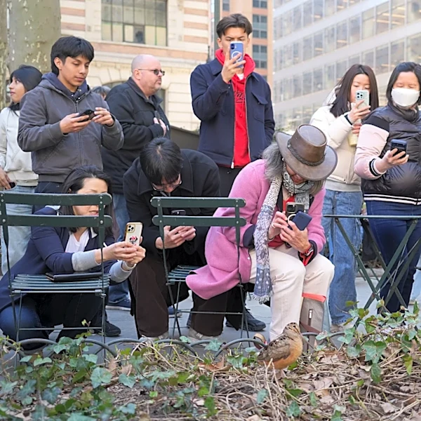 New Yorkers flock to Manhattan park for lovable woodcocks' bobbing strut