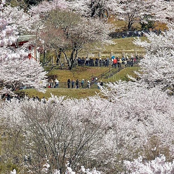 Japanese town sours on the crowds coming to see cherry blossoms and Mount Fuji