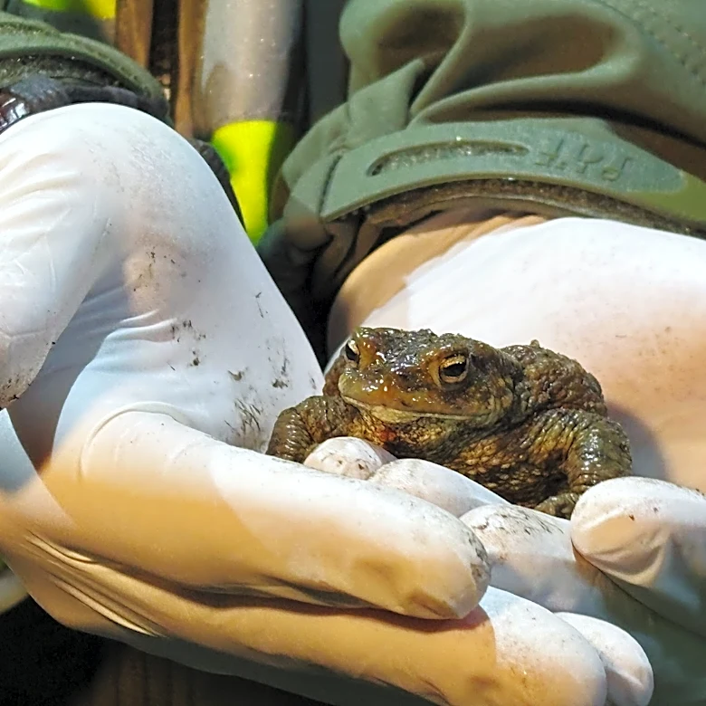 Citizen 'Frog Patrol' helps amphibians survive a dangerous road journey in Poland