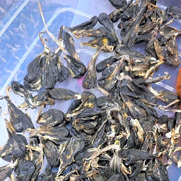 Vietnamese man pleads guilty to possessing protected python parts in Malaysia