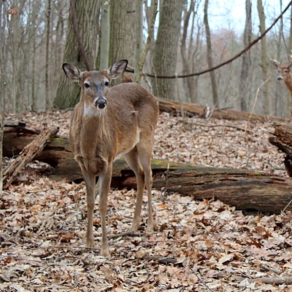 Michigan considers ‘1 buck rule’ to balance herd, better control population
