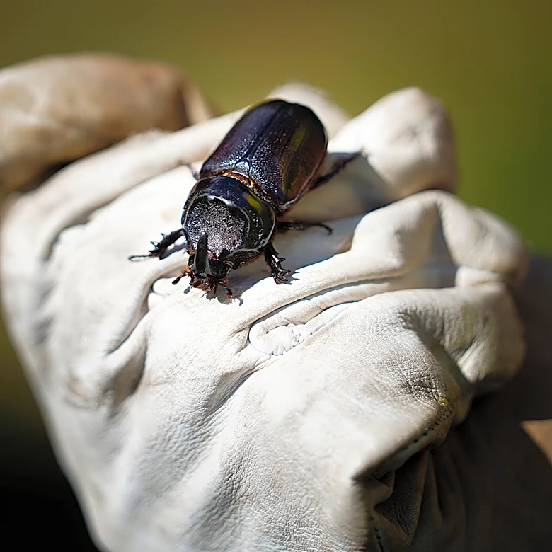 Palm-Killing Beetle Found On Molokaʻi For First Time, Rediscovered On Maui