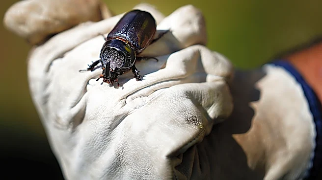 Palm-Killing Beetle Found On Molokaʻi For First Time, Rediscovered On Maui
