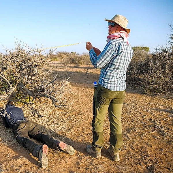 The myrrh tree that's key to luxury perfumes and African incomes is threatened by drought