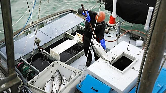 Commercial salmon fishing to open in California for the first time since 2022 as population rebounds