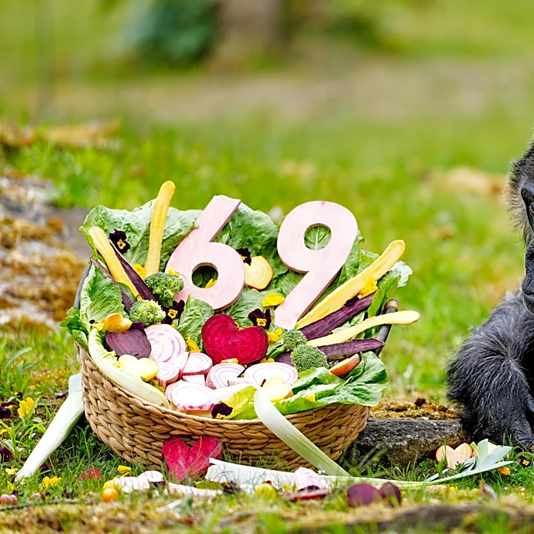Happy 69th birthday to Fatou, the world's oldest gorilla living in captivity