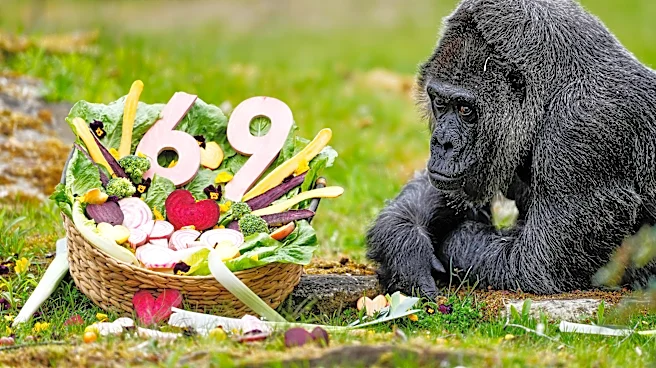 Happy 69th birthday to Fatou, the world's oldest gorilla living in captivity