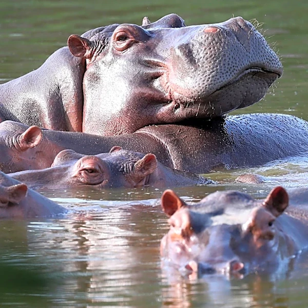Colombia approves plan to cull roaming hippos linked to Pablo Escobar