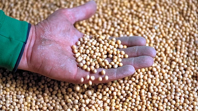 Takeaways from AP and Lee's report on how soybean farmers were impacted by tariffs, Iran war