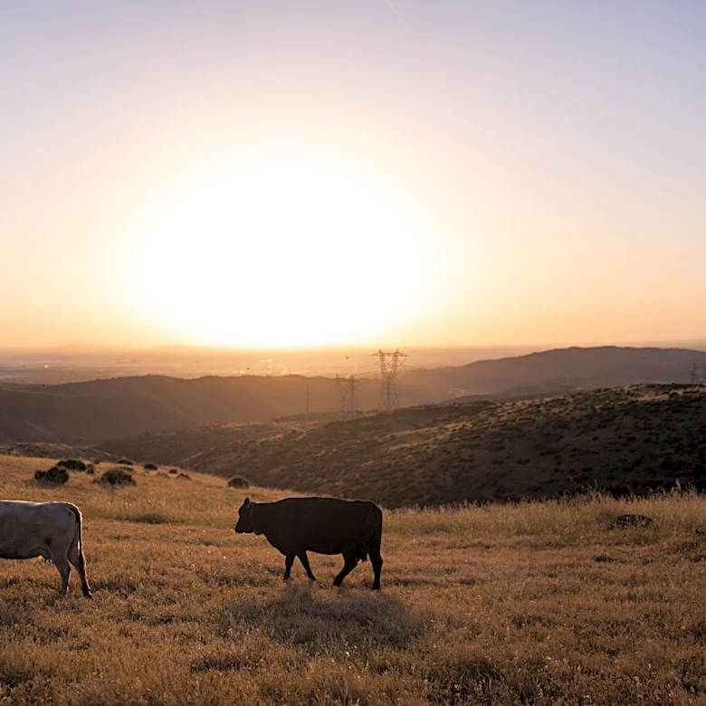 Could more cattle cause record beef prices to drop? Ranchers say it's not that simple