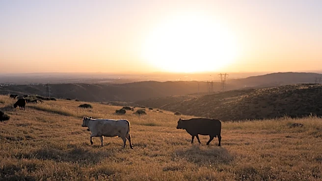 Could more cattle cause record beef prices to drop? Ranchers say it's not that simple