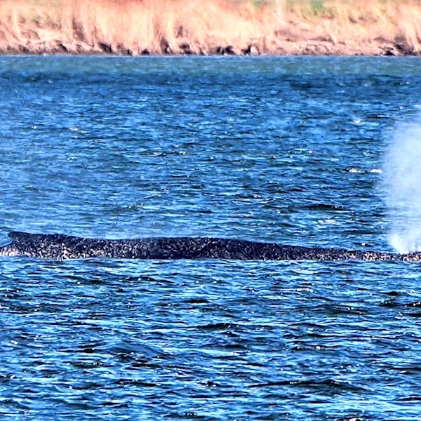 German rescuers plan to use air cushions to save Timmy the stranded whale