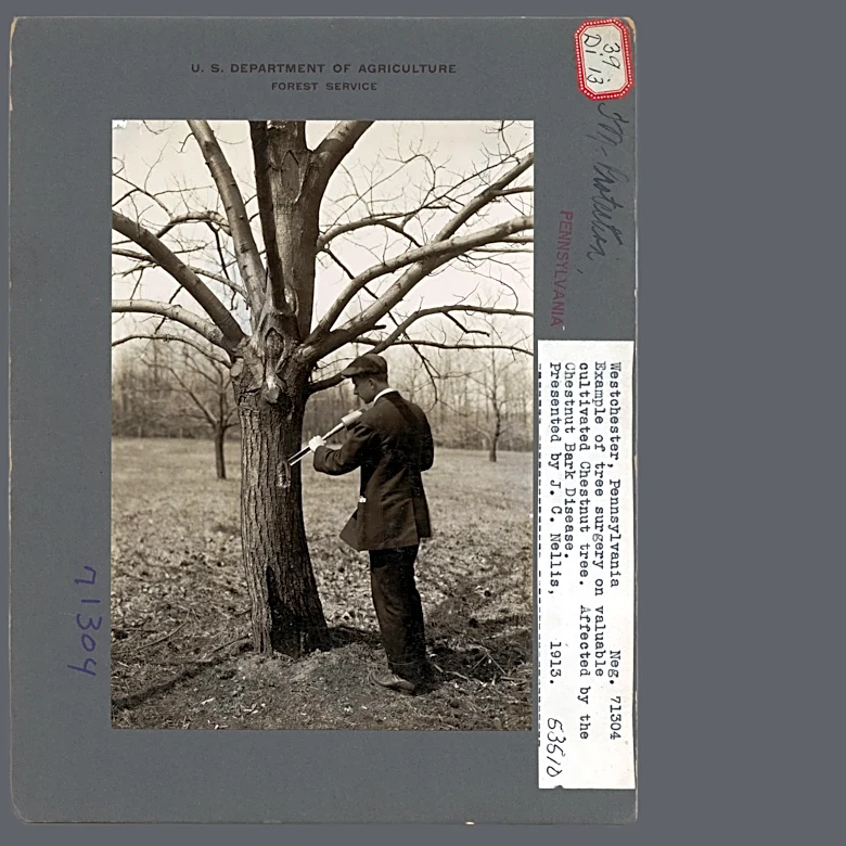 A lost icon: The American chestnut and its central place in the eastern landscape