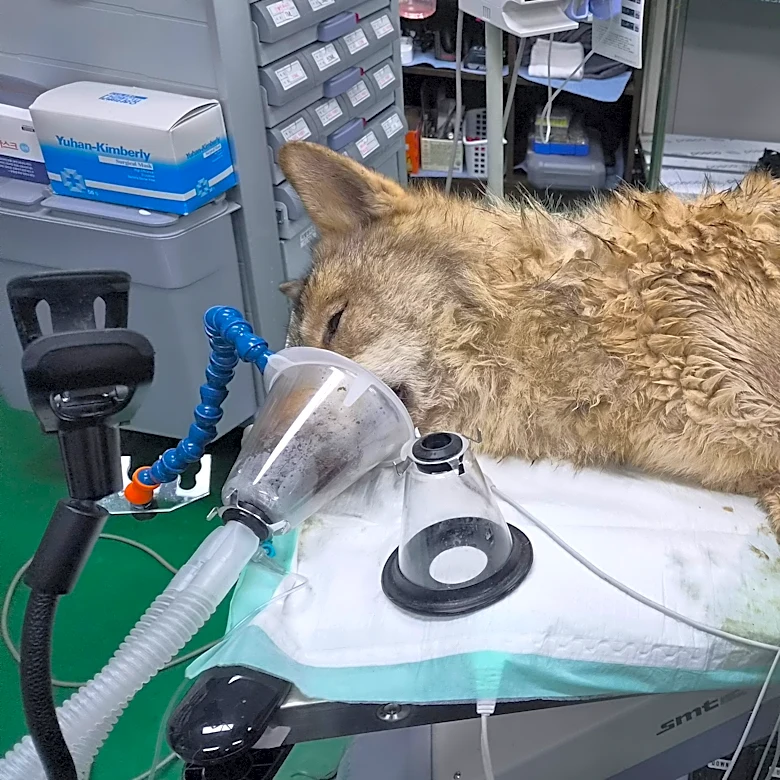 South Koreans breath sighs of relief as escaped wolf is returned to zoo safely