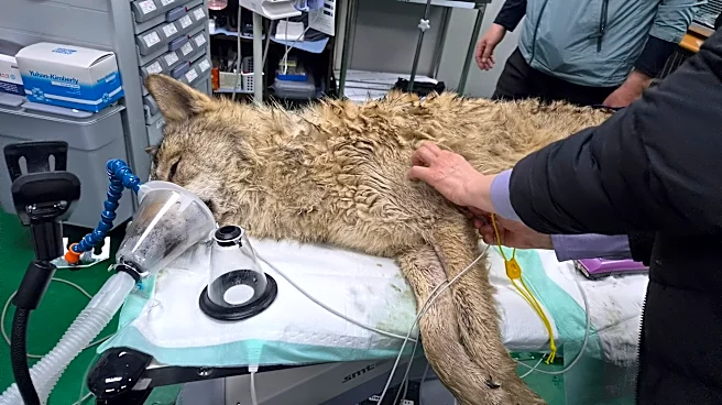 South Koreans breathe sighs of relief as escaped wolf is returned to zoo safely