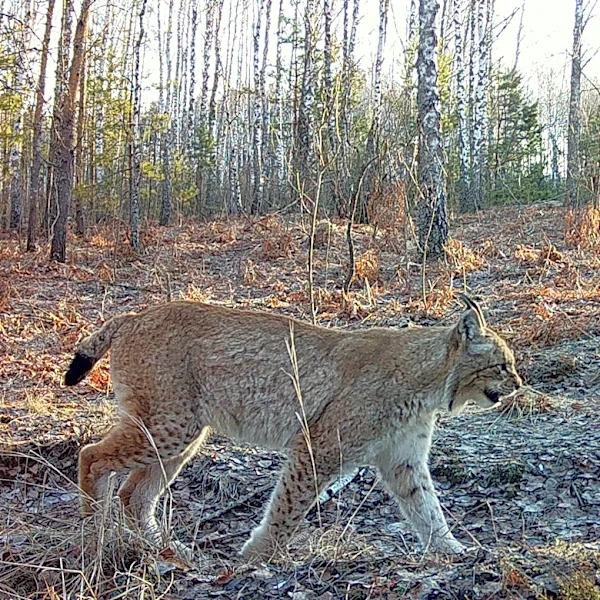 Chernobyl's radioactive landscape is testament to nature’s resilience and survival spirit