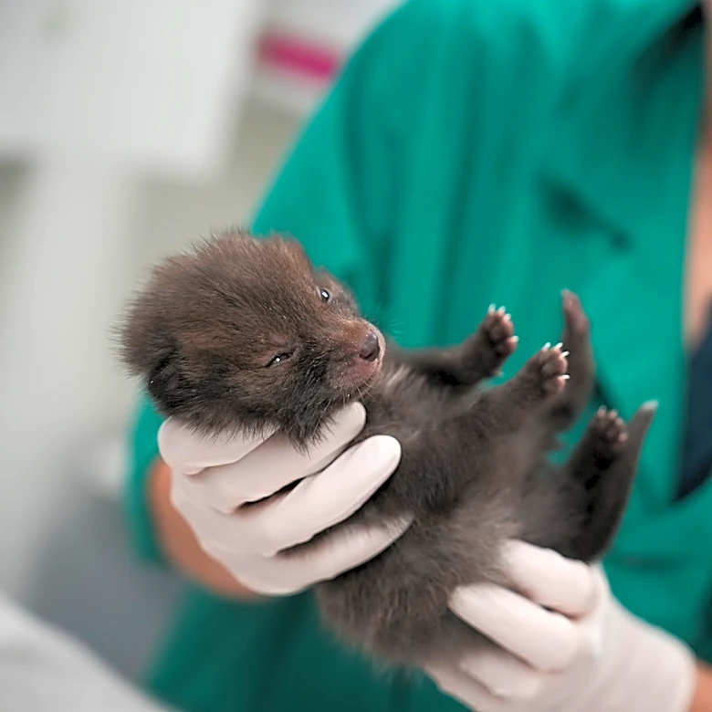 No cuddles, but lots of care: How a Paris-area wildlife hospital keeps rescued animals wild