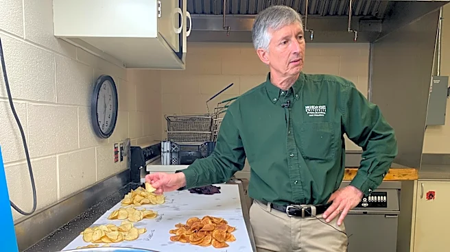 Researchers have spent decades breeding better potatoes for chips, and their work isn't done