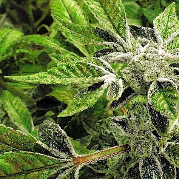 Trump reclassifies state-licensed medical marijuana as a less-dangerous drug in a historic shift