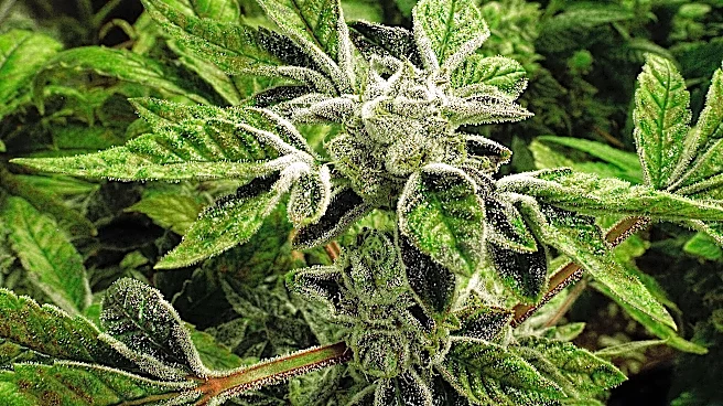 Trump reclassifies state-licensed medical marijuana as a less-dangerous drug in a historic shift