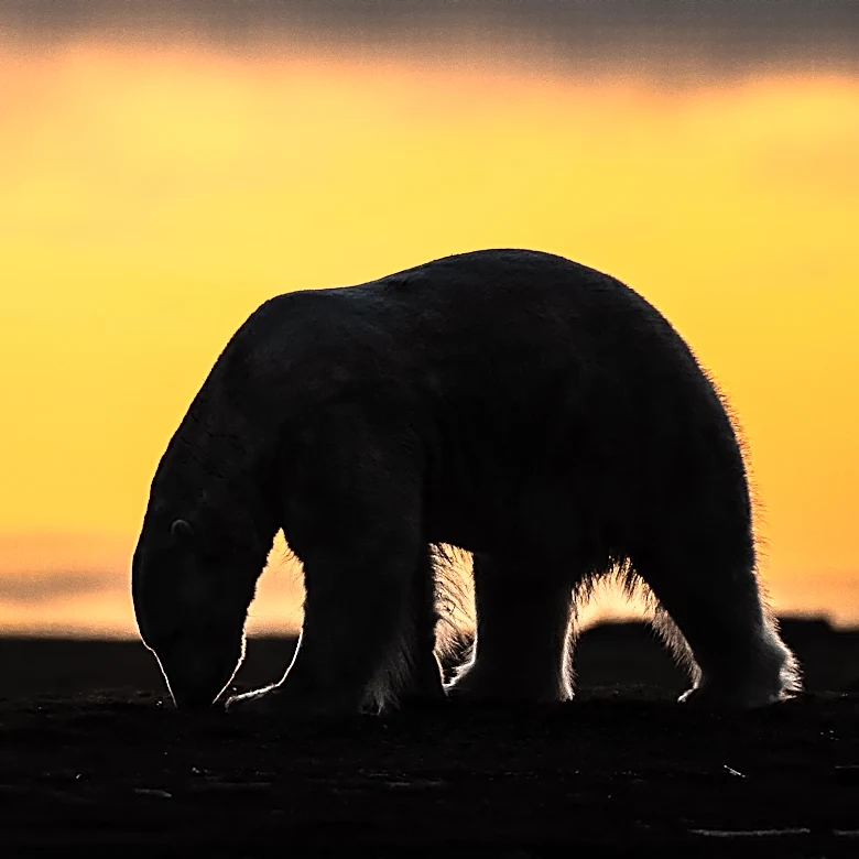 A tiny Arctic village in Alaska is trying to revive its polar bear tourism industry