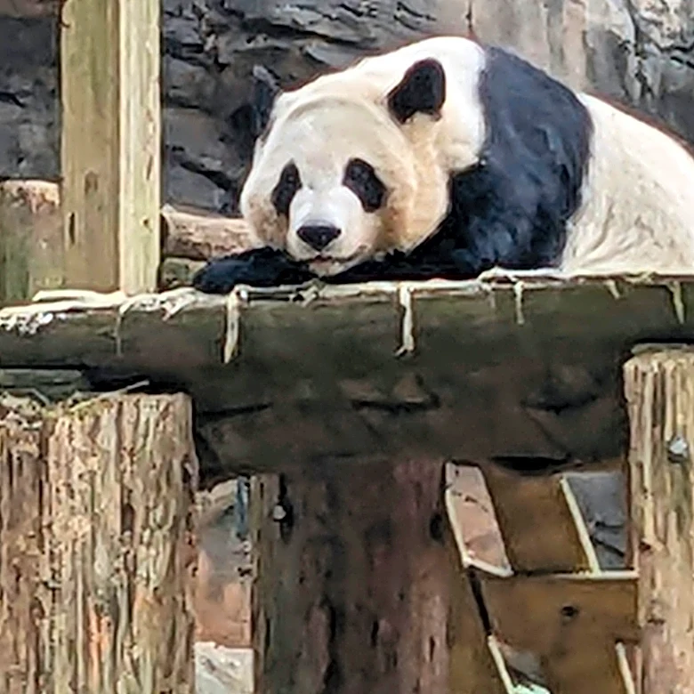 China to send giant pandas to Atlanta again