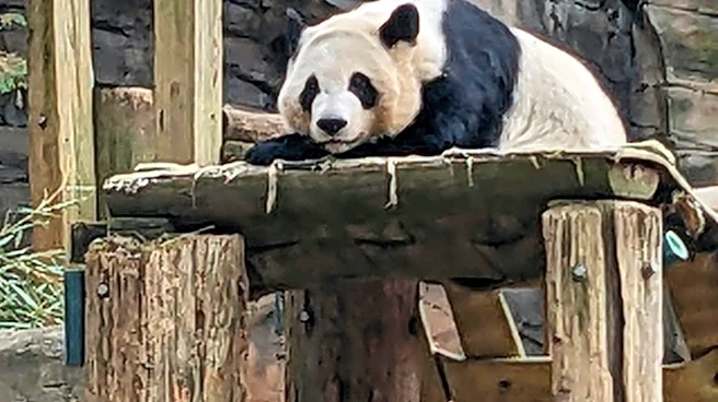China to send giant pandas to Atlanta again