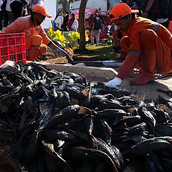 Explosion of invasive 'janitor fish' sparks mass removal operation in Indonesia's capital