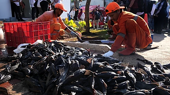 Explosion of invasive 'janitor fish' sparks mass removal operation in Indonesia's capital