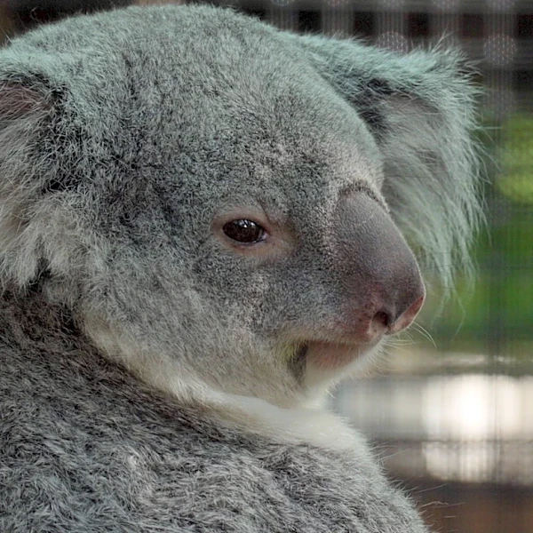 Meet the baby koala hiding in its mom’s pouch at a Florida zoo’s new Outback habitat