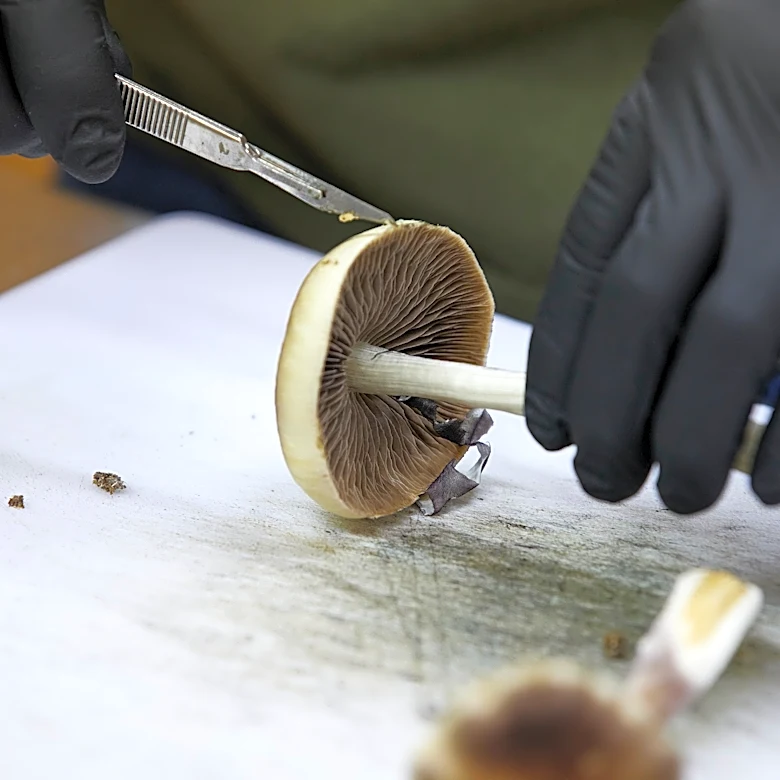 FDA plans ultra-fast review of three psychedelic drugs following Trump directive