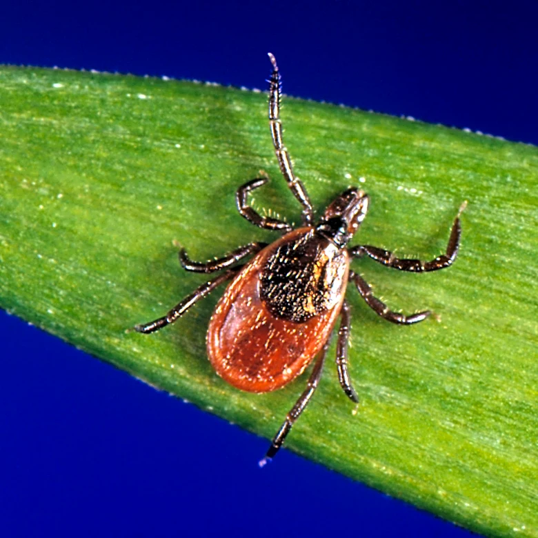 Tick season seems to be off to a fast start, and some experts worry about future illnesses