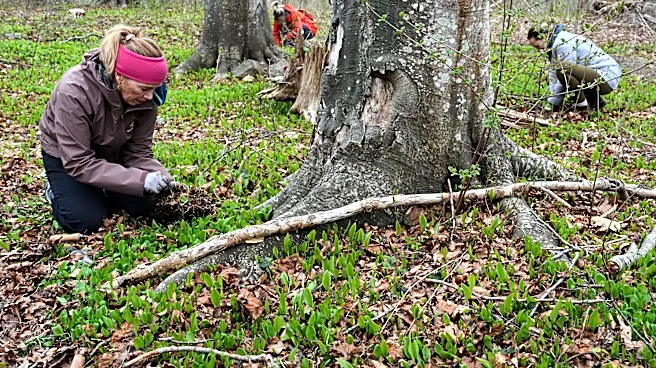 Trees are magic. In Newport, volunteers are working to expand their healthy reach