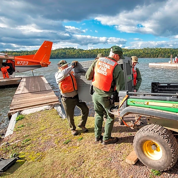 Researchers say remote Lake Superior island's wolves are thriving as packs prey on moose