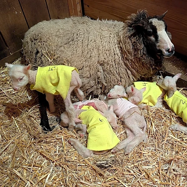 Farmers in Vermont expected a sheep to have twins. She ended up having rare sextuplets