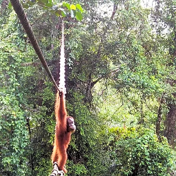 Camera trap shows Sumatra orangutan using a canopy bridge to cross a public road in Indonesia