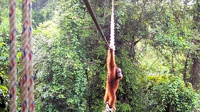 Camera trap shows Sumatra orangutan using a canopy bridge to cross a public road in Indonesia