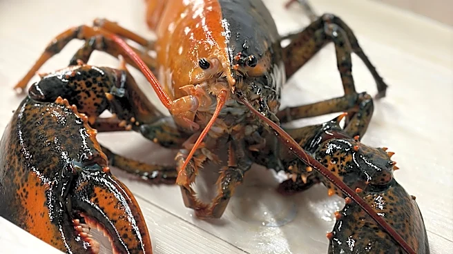 Rare two-colored lobster caught by fishermen off Cape Cod donated to aquarium