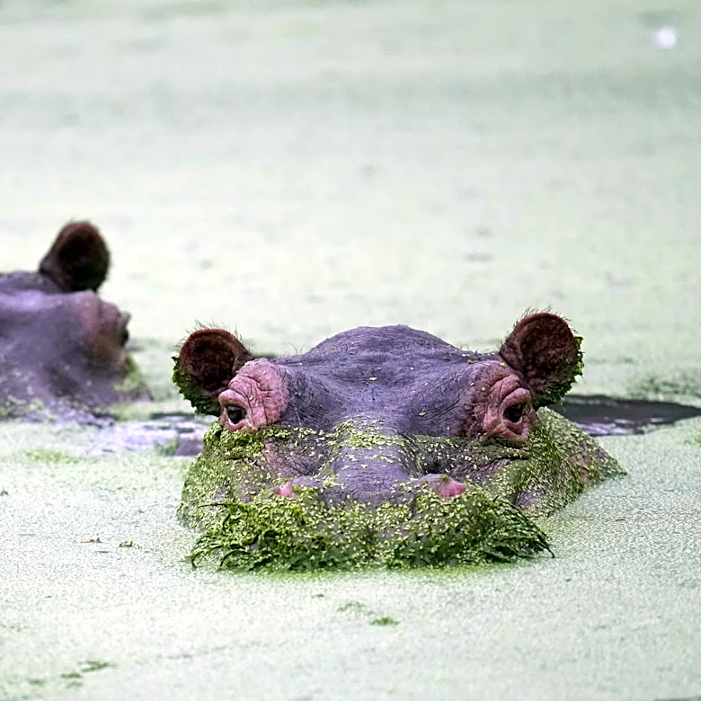 Colombians are divided over the fate of hippos linked to Pablo Escobar