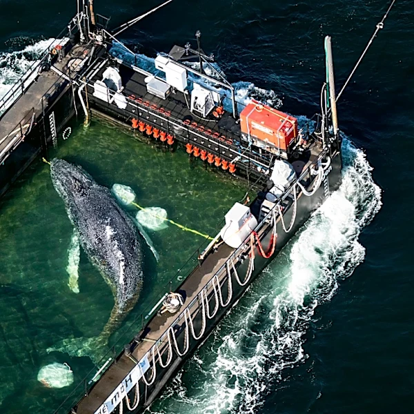 A barge carrying Timmy the humpback whale begins journey to the North Sea