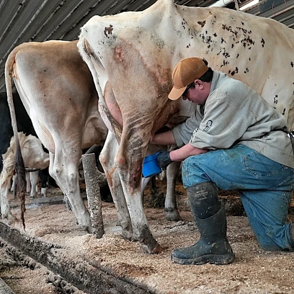 Push for raw milk intensifies across the US, despite illness outbreaks and scientists' warnings
