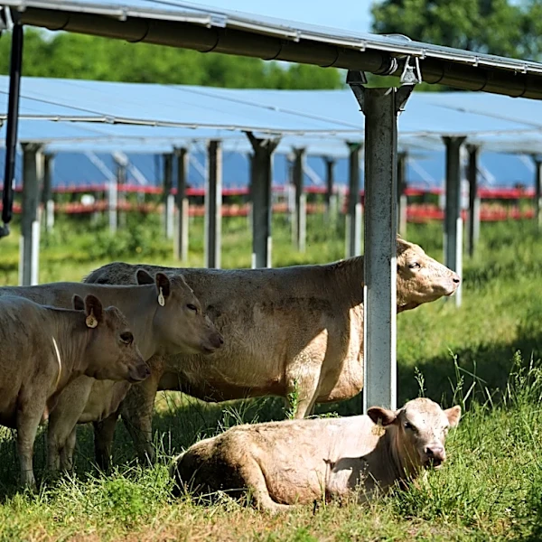 Solar ranch in Tennessee aims to prove grazing cattle under the panels is a farmland win-win